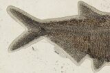 Detailed Fossil Fish (Diplomystus) - Top Quality Specimen #222861-2